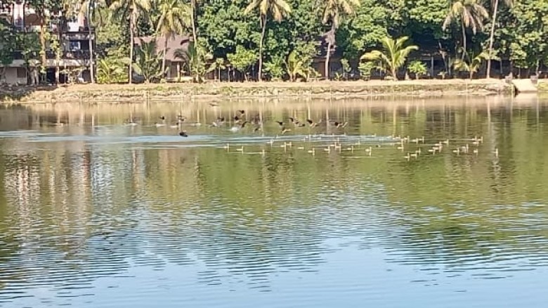 বোয়ালখালীতে ঝাঁকে ঝাঁকে অতিথি পাখির আগমন...