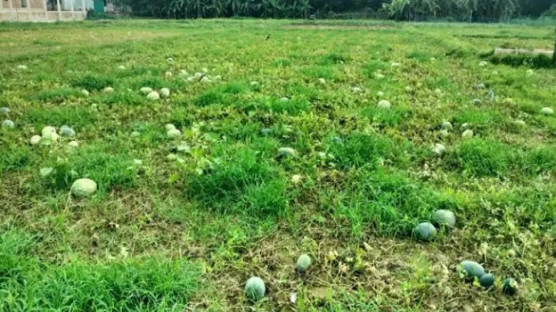 তরমুজ চাষে কোটি টাকা লোকসান গুনতে হয়েছে চাষিদের...
