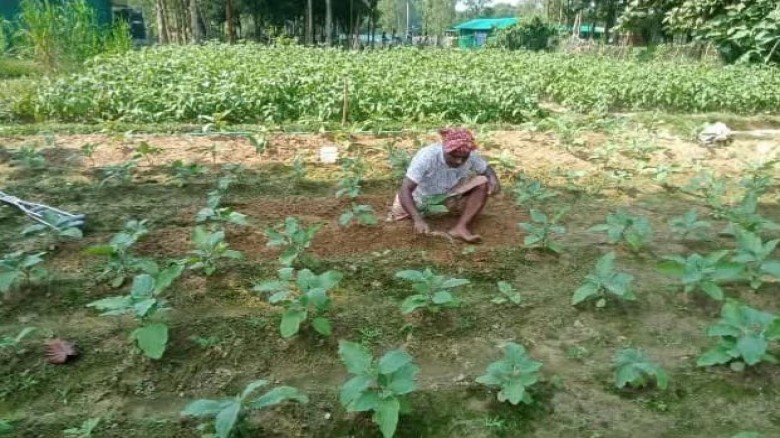 বোয়ালখালীর কৃষক জামালের লাখ টাকার বেগুন চাষের স্বপ্ন