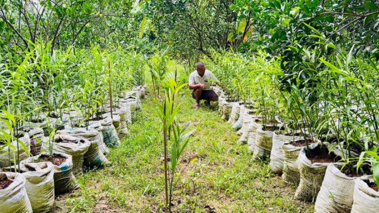 পাহাড়ে বস্তায় আদা চাষ প্রান্তিক কৃষকের ভাগ্য বদলে কতটুকু স