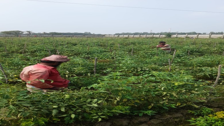 বাঁশখালীতে টমেটোর বাম্পার ফলনে লাভবান কৃষকরা, ন্যায্য মুল্য 