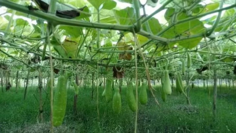 বোয়ালখালীতে লাউ চাষে সফল কৃষক সাজ্জাদ