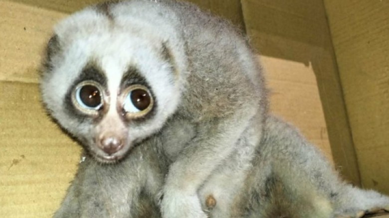 কাপ্তাইয়ে বৈদ্যুতিক তারে আহত বিরল প্রজাতির লজ্জাবতী বানর উদ্