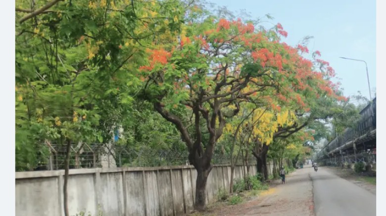 কৃষ্ণচূড়া-সোনালুর লাল-হলুদের রঙে সেজেছে সিইউএফএল সড়ক