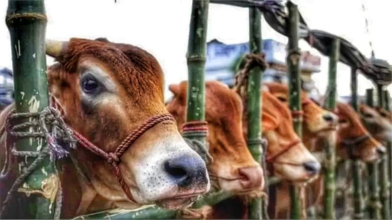 সাবেক মেম্বারের নেতৃত্বে গরু চোর চক্র, সালিশে আড়াই লাখ টাকা 