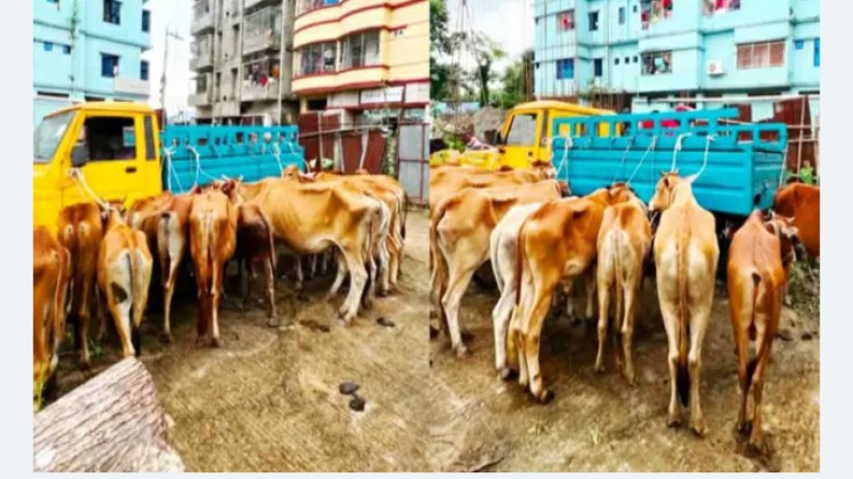 মিরসরাই সীমান্তে ১৯ ভারতীয় গরুসহ আটক ৪ চোরাকারবারি...