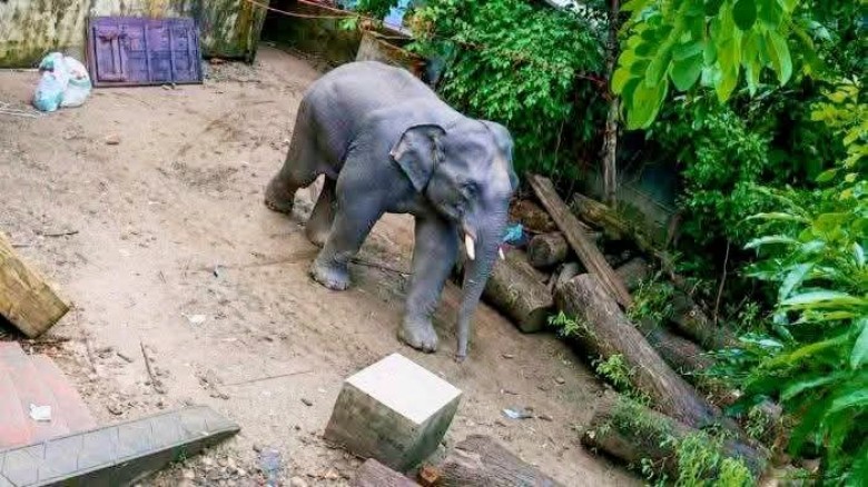 বোয়ালখালীতে হাতির বিচরণে বাড়ছে আতঙ্কে