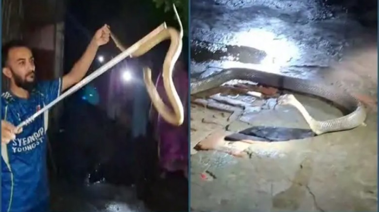 বসতঘরে মিললো ২৫ ডিমসহ পদ্মগোখরা