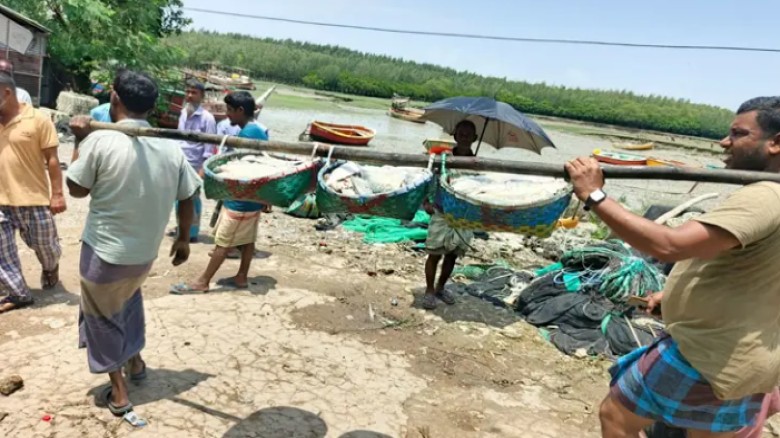 মিরসরাইয়ে ইলিশ আহরণ বেড়েছে দ্বিগুণ