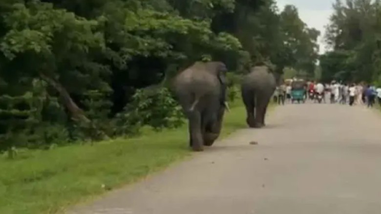 চট্টগ্রামের কেইপিজেডে দুই বন্য হাতি, এলাকায় আতঙ্ক