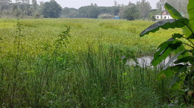 অভিশপ্ত বোয়ালখালী জলবদ্ধতার বিঘ্ন ৩ হাজার হেক্টর জমি